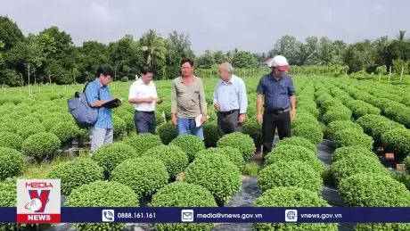 Hoa Cúc không làm nụ, nông dân mất tết