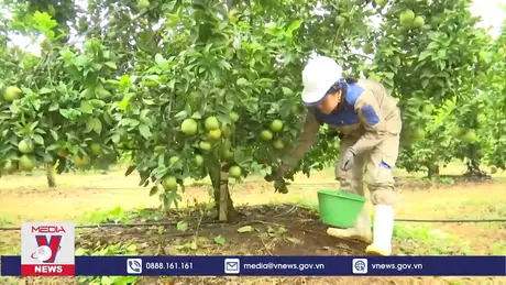 Vườn cam công nghệ cao lớn nhất miền Trung của Tập đoàn TH