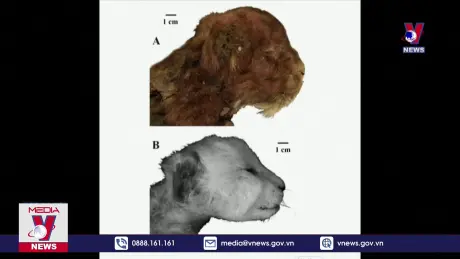 Phát hiện hộp sọ mèo răng kiếm còn nguyên vẹn