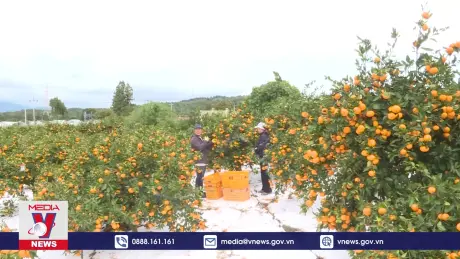 Điểm đến: Mùa quýt chín ở đảo du lịch Jeju