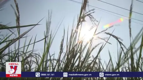 Vì màu xanh của đất