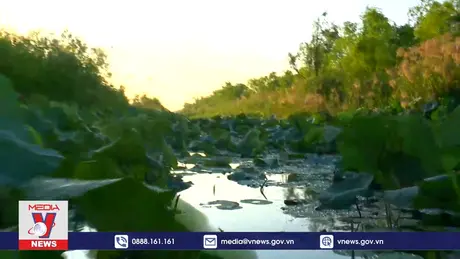 Long An phục hồi 17 ha rừng ngập nước Láng Sen