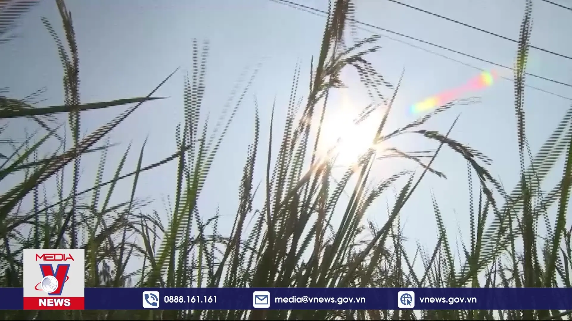 Vì màu xanh của đất