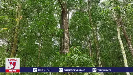 Phim tài liệu: Chứng chỉ rừng bền vững