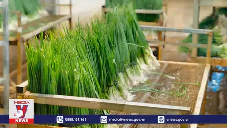 Nông dân liên kết 