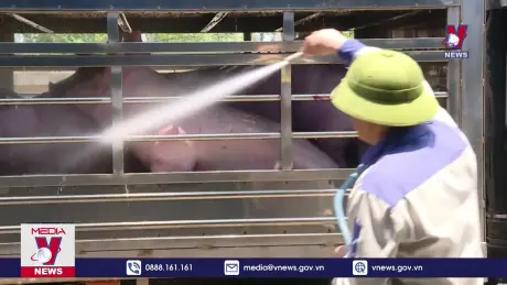 Khó xảy ra thiếu nguồn cung sản phẩm chăn nuôi