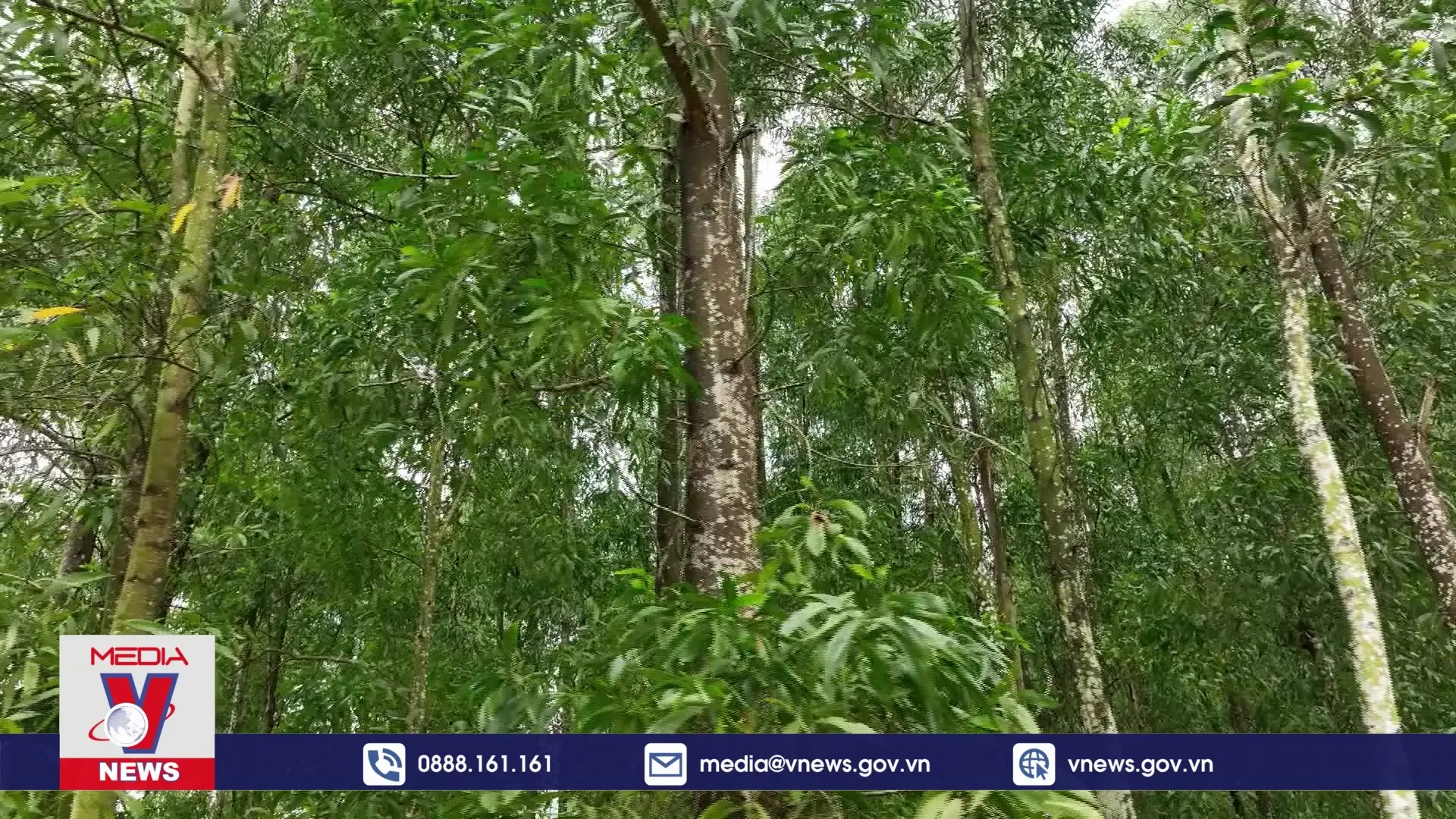 Phim tài liệu: Chứng chỉ rừng bền vững