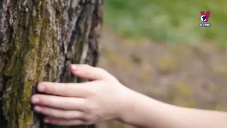 Thông điệp lịch sử: Lévi-Strauss - Người giải mã bí ẩn của văn hóa loài người