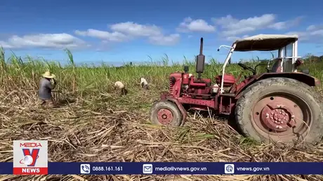 Sản lượng mía đường ở Cuba sụt giảm