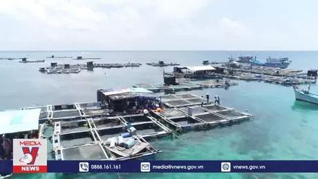 Phát triển bền vững nghề nuôi biển công nghiệp