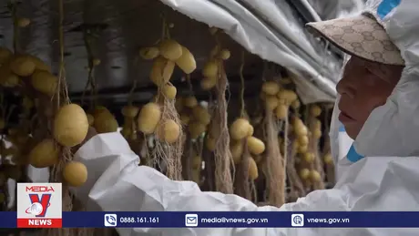 Nhiệt độ tăng ảnh hưởng lớn tới sản lượng khoai tây