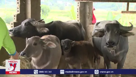 Lào Cai chủ động  phòng, chống rét, dịch bệnh trên đàn vật nuôi