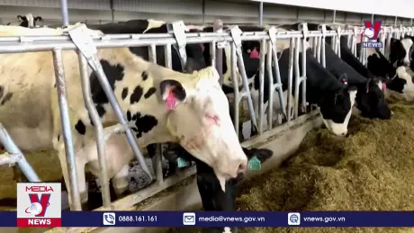 WHO kêu gọi nâng cao cảnh giác với dịch H5N1