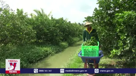 Nông dân Trà Vinh liên kết trồng chanh không hạt xuất khẩu lãi cao