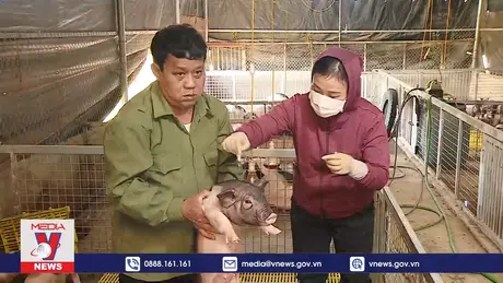 Lợn Móng Cái thuần chủng an toàn sau khi tiêm vaccine