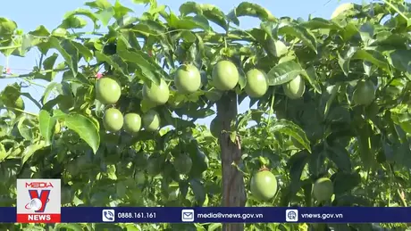 Nhà vườn Kon Tum không mặn mà với chanh dây