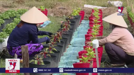 Tiền Giang chăm sóc vụ hoa Tết Nguyên đán 2025