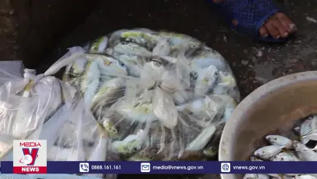 Kiên quyết xử lý nghiêm hành vi kinh doanh cá nóc trái phép