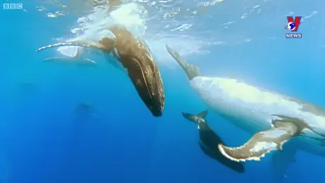 Thông điệp lịch sử: Cá voi - Cuộc chiến sinh tồn và nguy cơ tuyệt chủng