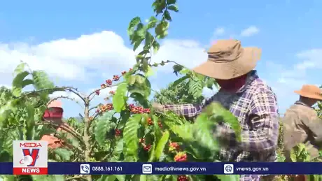 Hiệu quả từ mô hình cà phê cảnh quan ở Gia Lai