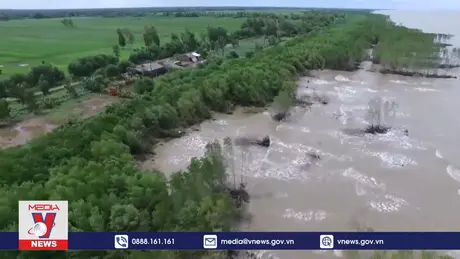 Rừng ngập mặn ven biển 