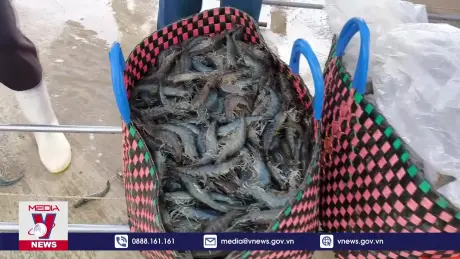 Nuôi tôm công nghệ cao lợi nhuận từ 700 - 800 triệu đồng