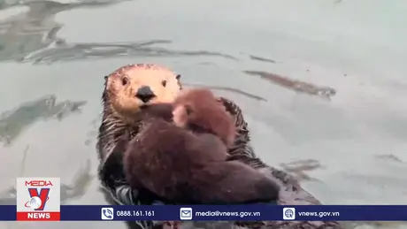 Cặp mẹ con rái cá đáng yêu ở ngoài khơi California (Mỹ)