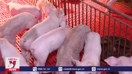 Chuyên gia quốc tế khảo sát tiêm vaccine dịch tả lợn châu Phi