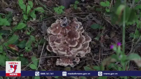 Kỹ thuật mới giúp hồi sinh các “vùng đất suy thoái”