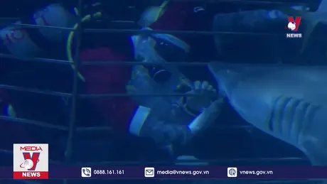 Thủy cung Hungary tặng quà Giáng sinh cho cá mập