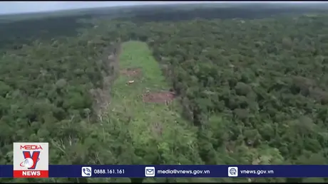 EU lùi thời gian áp dụng luật chống phá rừng