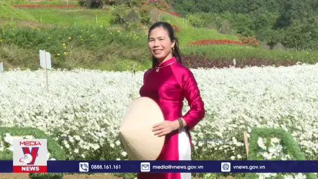 Rực rỡ mùa hoa cúc họa mi tại Ninh Bình