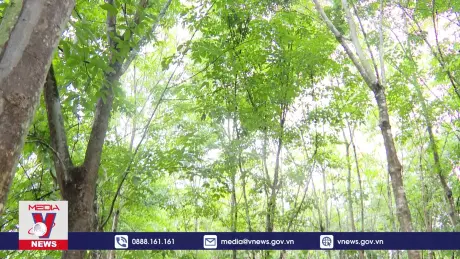 Người dân phấn khởi khi giá mủ cây cao su được mùa, được giá