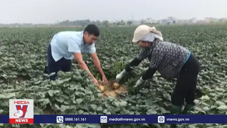 Thủ phủ củ đậu Hải Dương giảm mạnh sản lượng