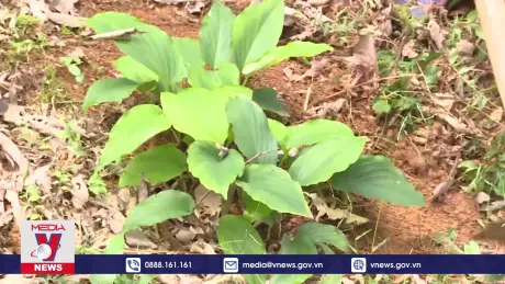 Thanh Hóa bảo tồn và phát triển các loài dược liệu quý hiếm dưới tán rừng