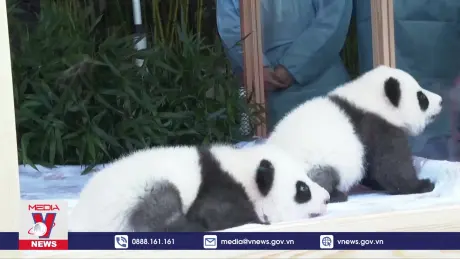 Vườn thú ở Đức đặt tên cho cặp gấu trúc song sinh