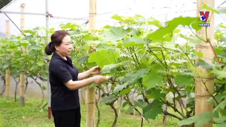 Giảm nghèo bền vững từ chuyển đổi cơ cấu cây trồng