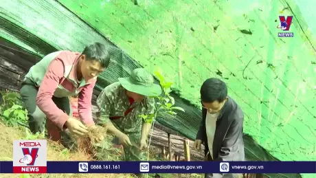 Lai Châu đẩy mạnh phát triển cây sâm ở các xã vùng cao