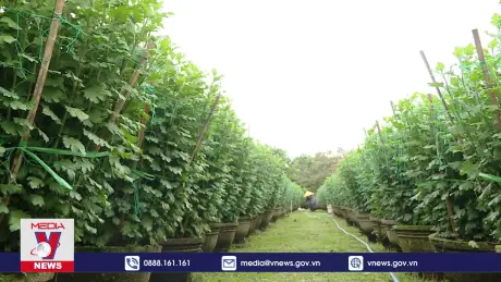 Nhà vườn Quảng Ngãi tất bật vụ hoa tết