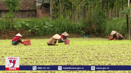 Xuống giống hoa màu phục vụ thị trường tết