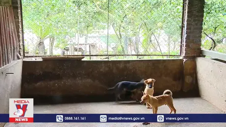 Tỷ lệ tiêm vaccine phòng bệnh dại còn thấp