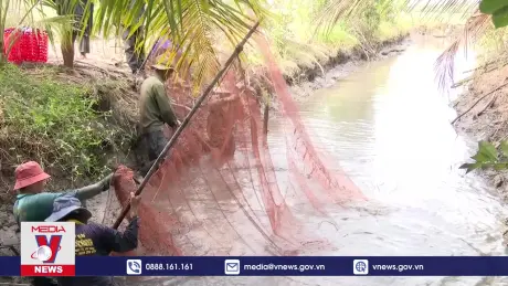 Nhộn nhịp thu hoạch cá đăng quầng ở Sóc Trăng