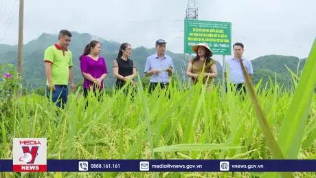 Nông nghiệp sinh thái mới chỉ dừng ở các mô hình