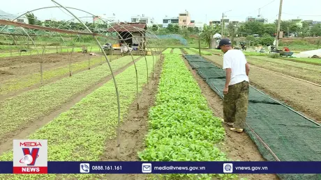 Nông dân Đà Nẵng vào vụ rau Tết