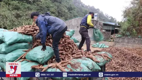 Sắn rớt giá, nông dân Lai Châu thất thu
