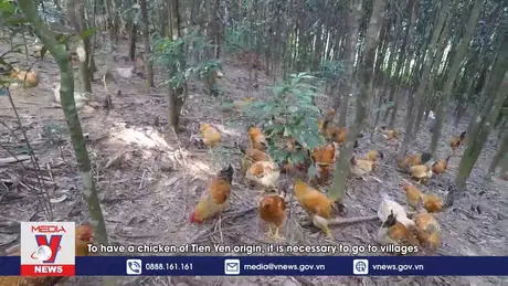 Phim tài liệu: Vùng đất xứ vua gà Đông Bắc