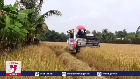 Sản xuất lúa thân thiện môi trường