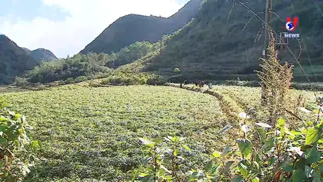 Xóa nghèo từ cây dược liệu