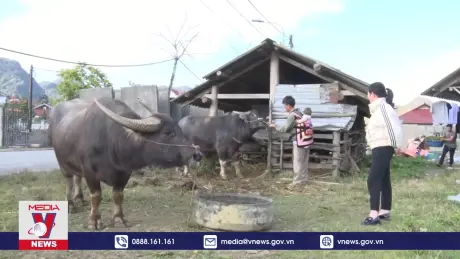 Sìn Hồ, Lai Châu phòng chống đói rét cho đàn gia súc