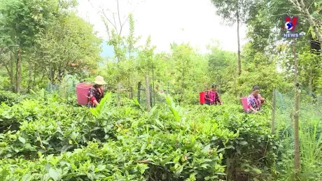 Khám phá quần thể chè Shan tuyết Tủa Chùa, Điện Biên 